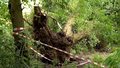 "Wydarzenia": Połamane gałęzie i drzewa, zalane ulice. Wichura we Włocławku