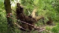 "Wydarzenia": Połamane gałęzie i drzewa, zalane ulice. Wichura we Włocławku