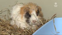 "Wydarzenia": Porzucone zwierzęta, czyli ludzka bezduszność