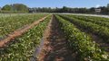 "Wydarzenia": Przymrozki zniszczyły uprawy truskawek