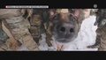 "Wydarzenia": Psy mogą otrzymać stopnie wojskowe