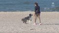 "Wydarzenia": Psy na plażach. Samorządy wycofują się z zakazów