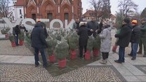 "Wydarzenia": Recykling choinek. W Białymstoku wymieniają sztuczne na żywe