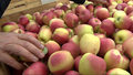 "Wydarzenia": Sady obrodziły, ale plantatorzy narzekają na ceny skupu jabłek
