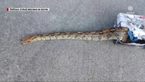 "Wydarzenia": W gdyńskim lesie znaleziono martwego węża boa. Policja poszukuje jego właściciela