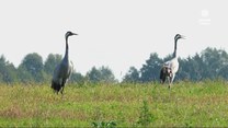 "Wydarzenia": Wielki odlot żurawi