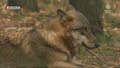 "Wydarzenia": Wilki terroryzują Lubuszan. Mieszkańcy proszą o odstrzał