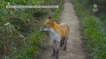 "Wydarzenia": Zakażony wścieklizną lis zaatakował człowieka