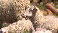 "Wydarzenia": Zatrudniono je jako "żywe kosiarki". Muzeum w Janowcu wykorzystało lokalne owce