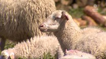 "Wydarzenia": Zatrudniono je jako "żywe kosiarki". Muzeum w Janowcu wykorzystało lokalne owce
