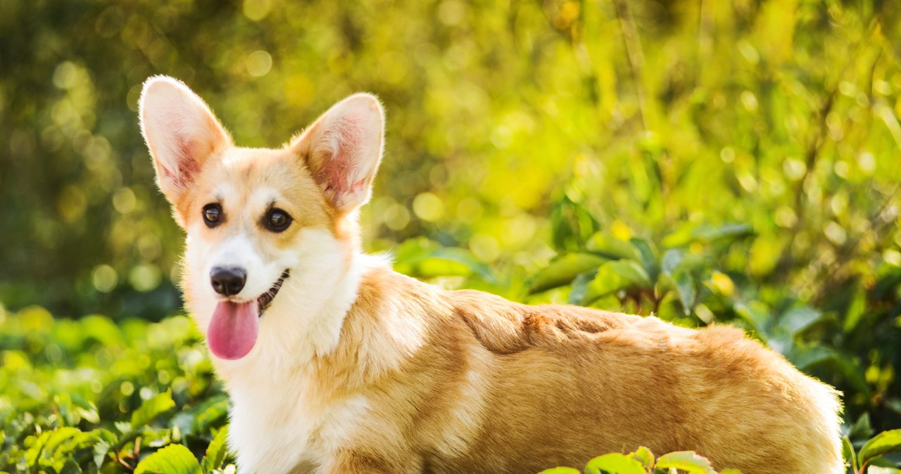 Angielska królowa pokochała pieski rasy Welsh corgi pembroke /123RF/PICSEL