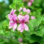 Anginka żółknie i usycha zimą? Przyczyna może cię zaskoczyć