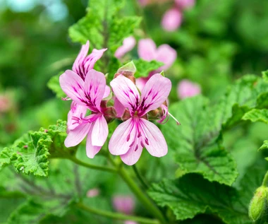 Anginka żółknie i usycha zimą? Przyczyna może cię zaskoczyć 
