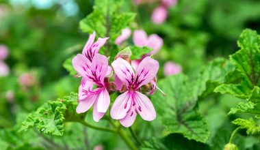 Anginka żółknie i usycha zimą? Przyczyna może cię zaskoczyć 