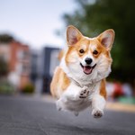 Anglia: Psy rasy corgi w wyjątkowym towarzystwie