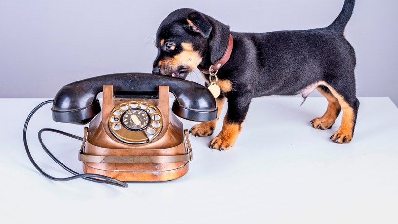 Animal Helper to jeden system obiegu informacji, który w danym przypadku z udziałem zwierzęcia, powiadomi odpowiednie, miejscowe organy ścigania i służby ratunkowe /123RF/PICSEL