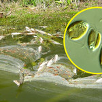 Anna Moskwa: W Odrze wykryto złote algi. Wytwarzają toksyny i zabijają ryby