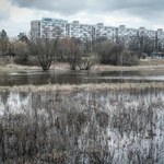 Anomalia w Poznaniu. Rzeka Warta ma najwyższy poziom od lat