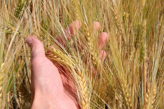 Anomalie pogodowe obniżają wielkość zbiorów - maleją tym samym zgromadzone zapasy /&copy; Panthermedia