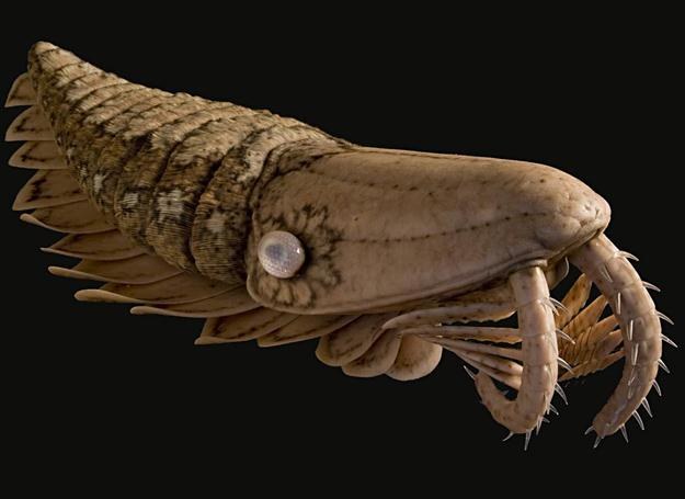 Anomalocaris - stworzenie żyjące w ziemskich morzach pół miliarda lat temu /fot. Esben Horn /&copy; EurekNews.pl