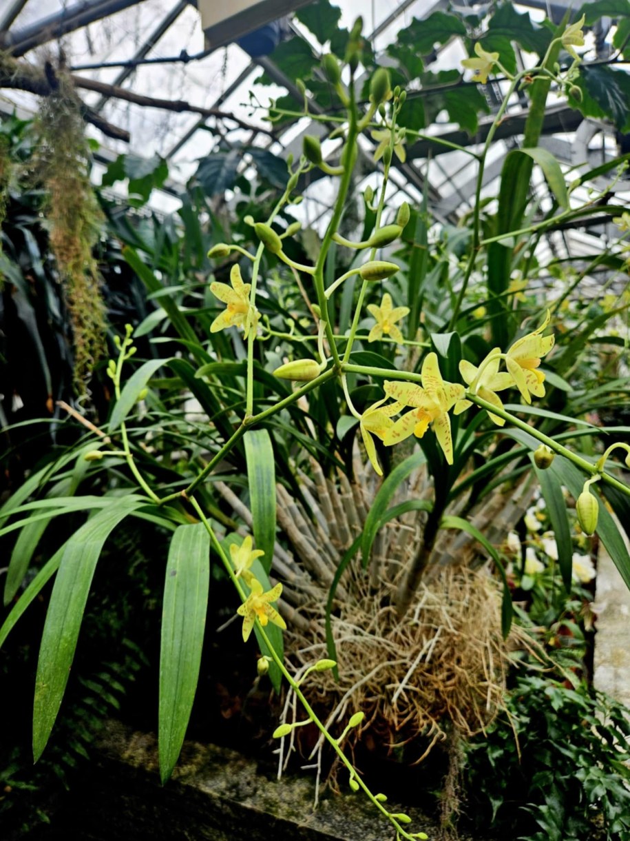 Ansellia africana w storczykarni na terenie łańcuckiego parku /fot. Joanna Garbulińska-Charchut, Muzeum-Zamek w Łańcucie /Materiały prasowe