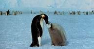 Antarktyda, pingwiny /Encyklopedia Internautica