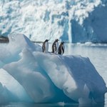 Antarktyda topnieje, ale lód może wrócić. Zaskakujące wyniki badań