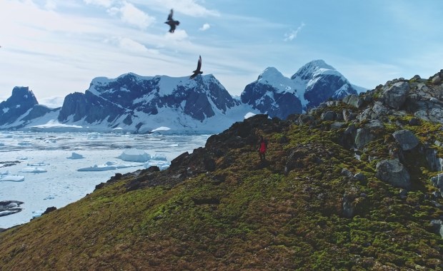 Antarktyda zielenieje szybciej niż prognozowano