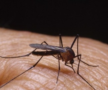 Antybakteryjne mydło odstrasza komary