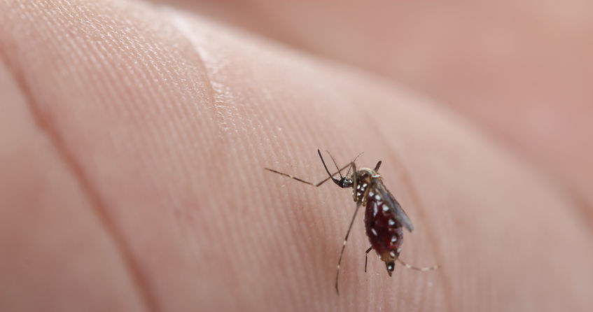 Antybiotyki mogą sprzyjać rozwojowi malarii /123RF/PICSEL