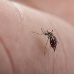 Antybiotyki wzmacniają komary