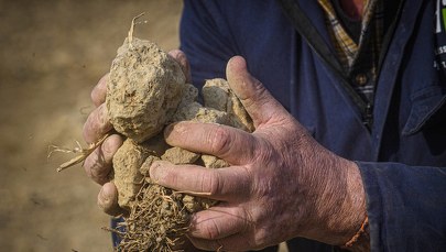 Antycyklon afrykański nadciąga. Europie grozi koszmarna susza 