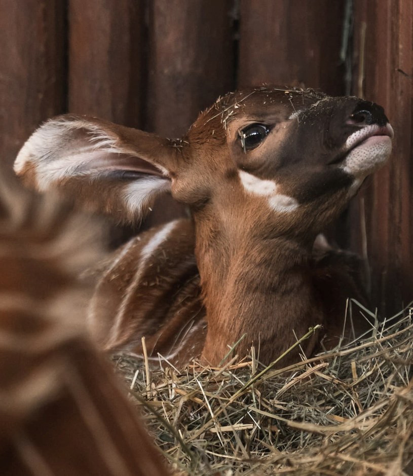 Antylopa bongo /Warszawskie zoo /facebook.com