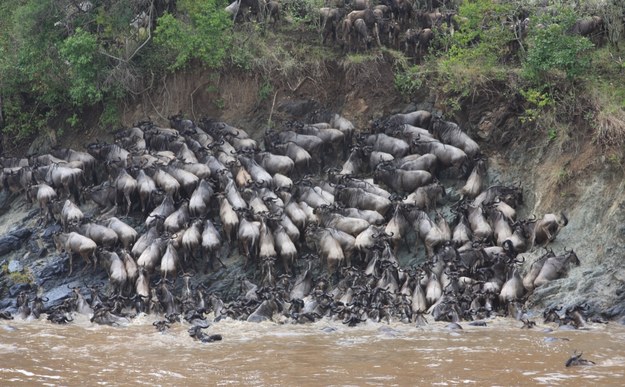 Antylopy gnu przeprawiaja się przez rzekę Mara /Chris Dutton /materiały prasowe