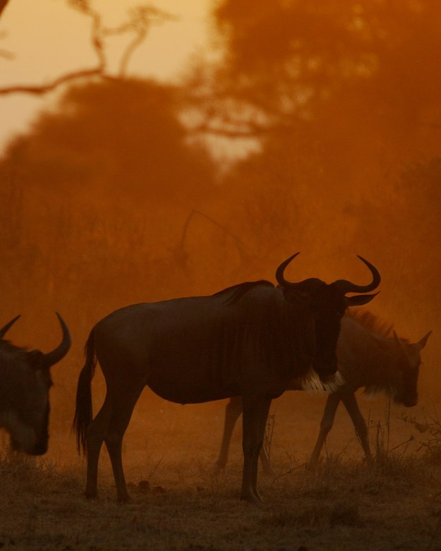 Antylopy gnu w parku Serengeti /James Probert, University of Liverpool /Materiały prasowe