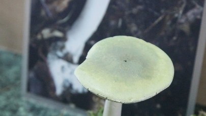 Apel do grzybiarzy: Ostrożność i niepopadanie w rutynę