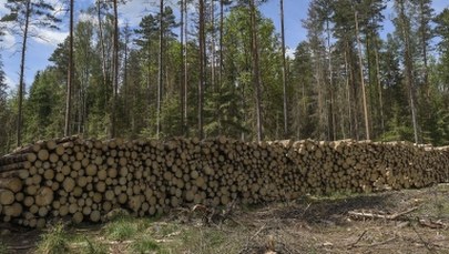 Apel KE ws. Puszczy Białowieskiej. Ministerstwo Środowiska szykuje już odpowiedź