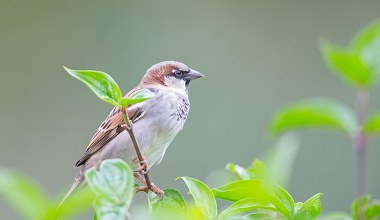 Apel o ochronę ptasich gniazd podczas letnich remontów