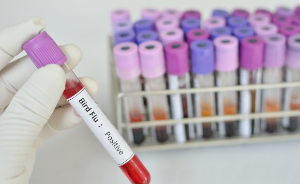 Apel o zgłaszanie martwych ptaków