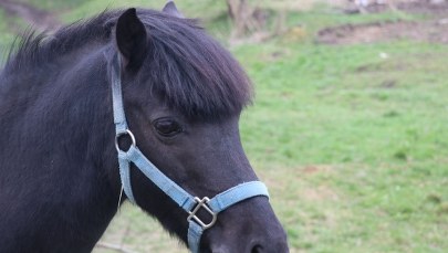 Apel policji ws. fałszywego weterynarza. Przez rok nielegalnie szczepił zwierzęta