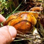 Apel toksykologa: Krytycznie oceniajmy swoją wiedzę na temat grzybów