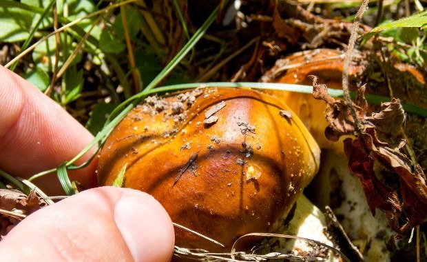 Apel toksykologa: Krytycznie oceniajmy swoją wiedzę na temat grzybów