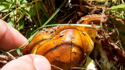 Apel toksykologa: Krytycznie oceniajmy swoją wiedzę na temat grzybów