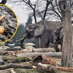 Apel warszawskiego zoo po szokującym zachowaniu odwiedzającej