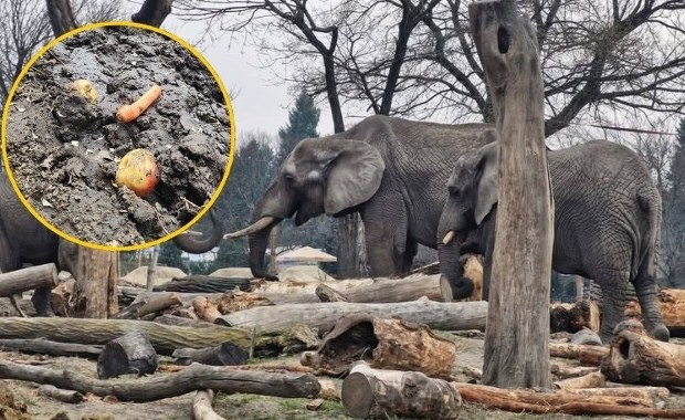Apel warszawskiego zoo po szokującym zachowaniu odwiedzającej