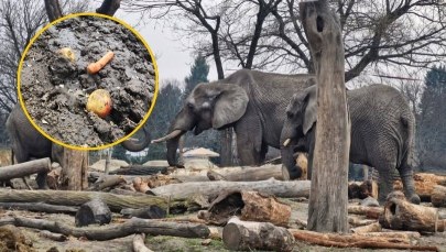 Apel warszawskiego zoo po szokującym zachowaniu odwiedzającej
