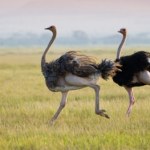 Apele nie pomogły. Niemal 400 strusi zostało wybitych