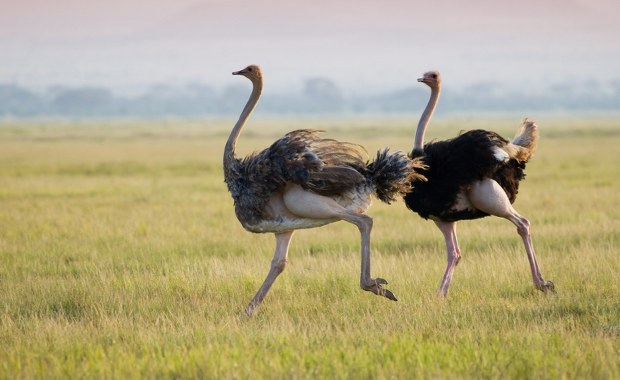 Apele nie pomogły. Niemal 400 strusi zostało wybitych