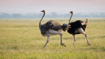 Apele nie pomogły. Niemal 400 strusi zostało wybitych
