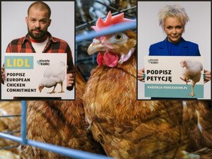 Apelowali w sprawie zwierząt. Znana sieć sklepów odpowiada gwiazdom